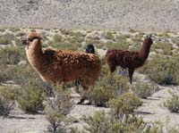 04-Chile-Putre-Lauca-Surire-228