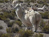 04-Chile-Putre-Lauca-Surire-229