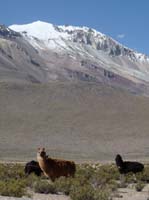 04-Chile-Putre-Lauca-Surire-231