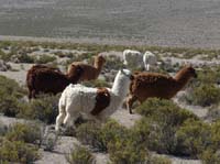 04-Chile-Putre-Lauca-Surire-234