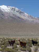 04-Chile-Putre-Lauca-Surire-236