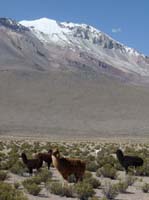 04-Chile-Putre-Lauca-Surire-238