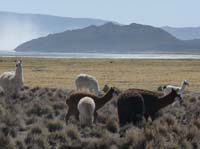 04-Chile-Putre-Lauca-Surire-239