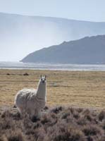 04-Chile-Putre-Lauca-Surire-241