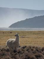 04-Chile-Putre-Lauca-Surire-242