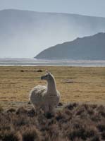 04-Chile-Putre-Lauca-Surire-243