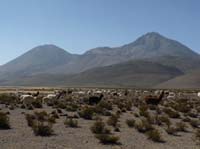 04-Chile-Putre-Lauca-Surire-244