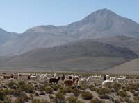 04-Chile-Putre-Lauca-Surire-246