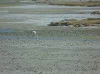 04-Chile-Putre-Lauca-Surire-254