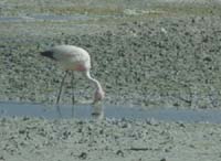 04-Chile-Putre-Lauca-Surire-254a