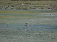 04-Chile-Putre-Lauca-Surire-255