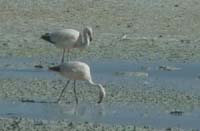 04-Chile-Putre-Lauca-Surire-255a