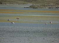 04-Chile-Putre-Lauca-Surire-256