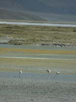 04-Chile-Putre-Lauca-Surire-257