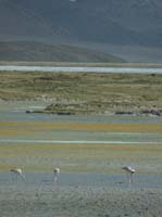 04-Chile-Putre-Lauca-Surire-259