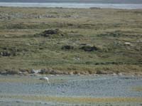 04-Chile-Putre-Lauca-Surire-260
