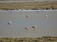 04-Chile-Putre-Lauca-Surire-267