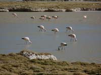 04-Chile-Putre-Lauca-Surire-270