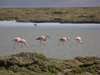 04-Chile-Putre-Lauca-Surire-272