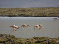 04-Chile-Putre-Lauca-Surire-273