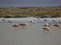 04-Chile-Putre-Lauca-Surire-275