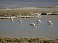 04-Chile-Putre-Lauca-Surire-276