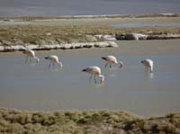 04-Chile-Putre-Lauca-Surire-277