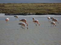 04-Chile-Putre-Lauca-Surire-278