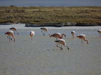 04-Chile-Putre-Lauca-Surire-279