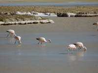 04-Chile-Putre-Lauca-Surire-280