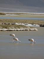 04-Chile-Putre-Lauca-Surire-281