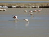 04-Chile-Putre-Lauca-Surire-282