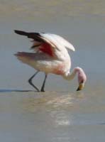 04-Chile-Putre-Lauca-Surire-282a