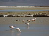 04-Chile-Putre-Lauca-Surire-283