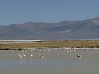 04-Chile-Putre-Lauca-Surire-284