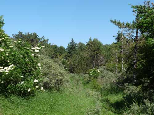 Daenemark-Dalsland-Nordmarken-744