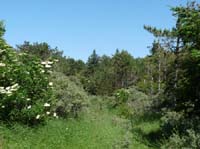 Daenemark-Dalsland-Nordmarken-744