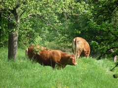 05-Ahrenberg-Westerburg-Bruchteich-Sooden-004