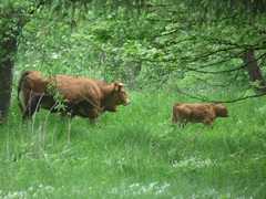 05-Ahrenberg-Westerburg-Bruchteich-Sooden-005