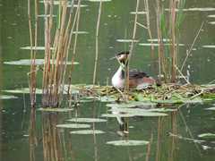 05-Ahrenberg-Westerburg-Bruchteich-Sooden-035