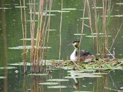 05-Ahrenberg-Westerburg-Bruchteich-Sooden-036