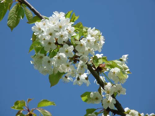 Kirschblüte im Werratal