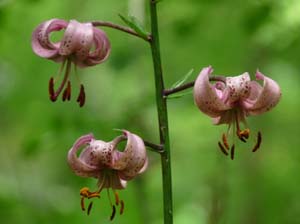 Hitzelrode-110613-028