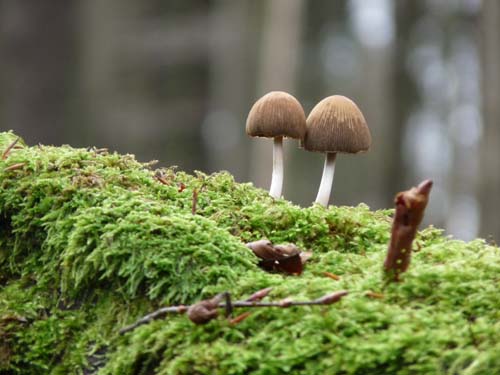 Pilze im Wald, Weserbergland