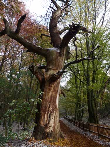 Baum bei Nieste