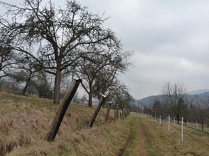 Oberrieden-Ahrenberg-38