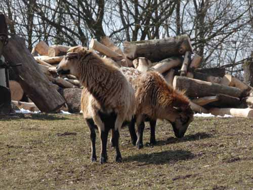 Burg-Hanstein-130401-254