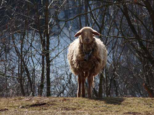 Burg-Hanstein-130401-255