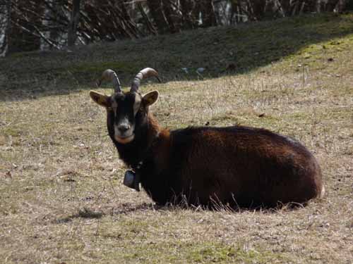 Burg-Hanstein-130401-258