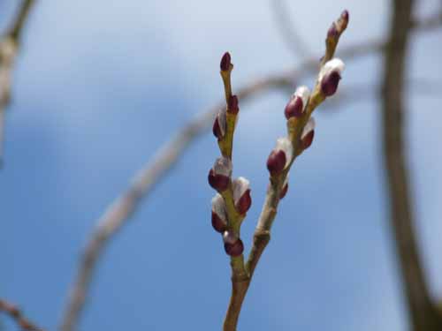 Burg-Hanstein-130401-263